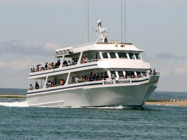 Cape Cod Whale Watches, Cape Cod Whale Watching Cruises, Cape Cod Whale Watching, Cape Cod Cruises, Cape Cod Party Cruises