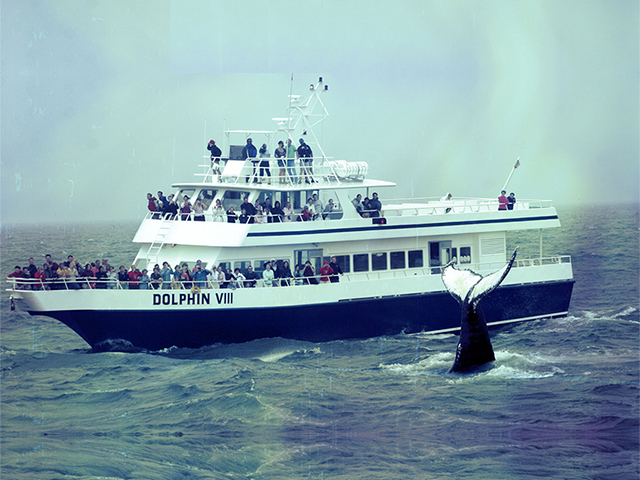 Cape Cod Whale Watches, Cape Cod Whale Watching Cruises, Cape Cod Whale Watching, Cape Cod Cruises, Cape Cod Party Cruises