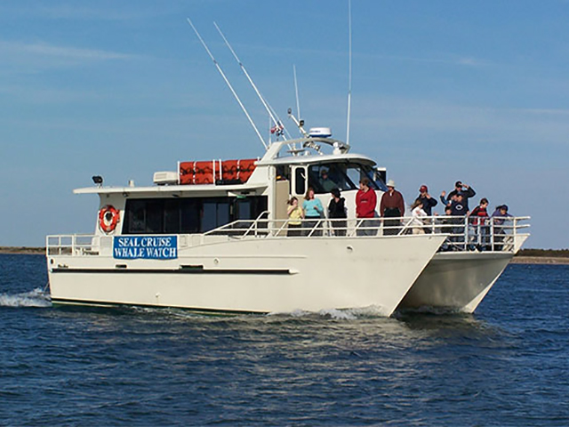 Cape Cod Whale Watches, Cape Cod Whale Watching Cruises, Cape Cod Whale Watching, Cape Cod Cruises, Cape Cod Party Cruises